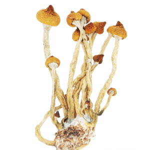 Buy Magic Mushroom Spores Online