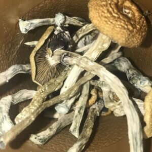 Psychedelic Mushrooms For Sale USA