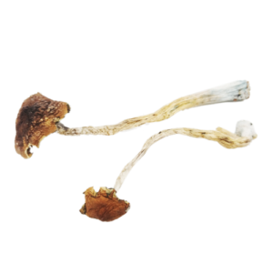 Magic Mushrooms For Sale USA