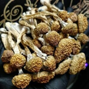 Buy Dried Shrooms Online