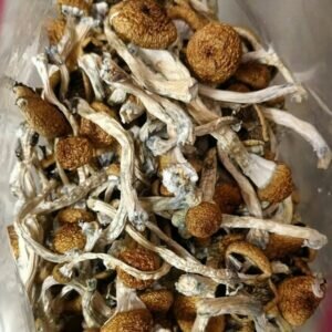 MAGIC MUSHROOM SPORES FOR SALE