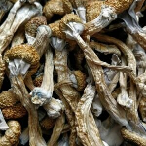 Dried Morel Mushrooms For Sale