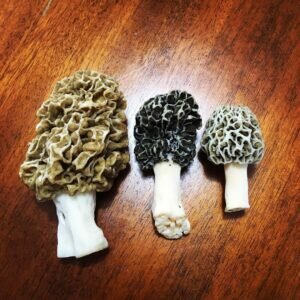 MOREL MUSHROOMS FOR SALE NEAR ME